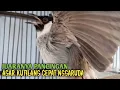 Download Lagu Suara Burung Kutilang Gacor NGGARUDA TARUNG seperti ini sangat Cepat memancing Kutilang LAIN Gacor