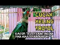 Download Lagu burung cucak keling trotol gacor teler || pancingan cucak keling agar bunyi