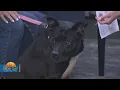 New Day Cleveland Parma Animal Shelter