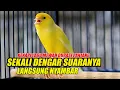 Download Lagu KENARI GACOR PANJANG, PANCINGAN AMPUH BIKIN KENARI APAPUN LANGSUNG NYAMBAR