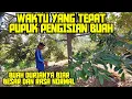 Lagu PUPUK PENGISIAN BUAH DURIAN ‼ SEMOGA UKURAN BESAR WARNA DAN RASA MAKSIMAL 💯✔