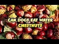 Can Dogs Eat Water Chestnuts