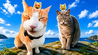 A CAT LOVE STORY