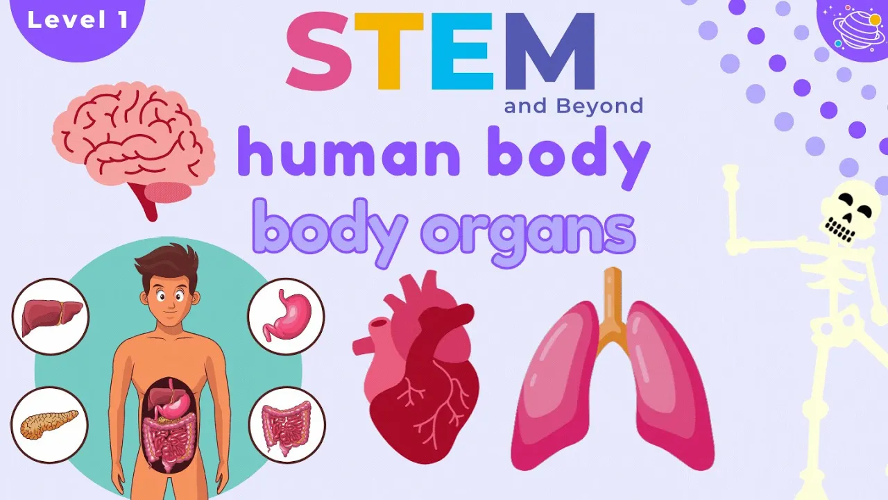 Human Body Organs | Science For Kids | STEM Home Learning Human Body Organs | Science For Kids | STEM Home Learning