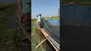 চলনবিলে বানা পেতে বিলের নানা জাতের সব মাছ ধরা হচ্ছে।