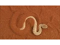 Terrifying The Venomous Sidewinder Snake Slithers at 18 MPH