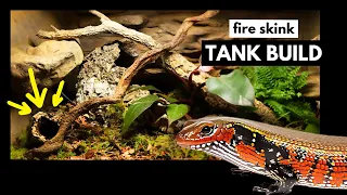 Turning an Empty Tank into a Fire Skink Paradise 80 Gallon Bioactive Build