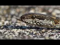 Iguana chased by killer snakes | Planet Earth II: Islands - BBC