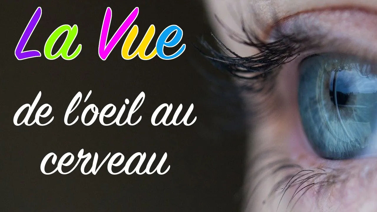 Comment voyons-nous ? Comprendre la vue de l'oeil au cerveau