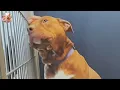 Download Lagu This Pitbull Spent 1,000 Days In A Shelter, His Reaction To Love Will Melt You