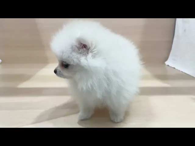 動画