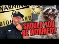 Raccoon in Your Yard Here s the Truth About Rabies Risk