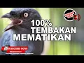 Download Lagu 🔴 Srigunting ABU Gacor Full Nembak Cililin Tengkek Gereja Necret ❗️