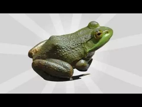 Download MP3 Frog Sound Effects (v1)