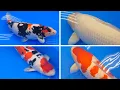 Download Lagu Major Price Winners - All Japan Koi Show 2023