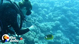 Fish Loves To Greet His Favorite Diver And Bring Her Gifts The Dodo Soulmates