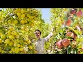 Download Lagu Wat is het geheim van de traditionele appeloogst 🌳? | Romantisch leven❤️ Nomads