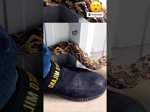 منع دخول الثعابين بهذا الذكر شاهد
