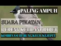Download Lagu SUARA PIKAT BURUNG‼️burung kecil kejepit kombinasi kutilang ribut