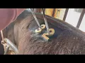 How To Freeze Brand Cattle Dry Ice Method - Sand Creek Ranch