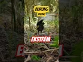 Download Lagu Lyrebird: Peniru Suara Paling Gila Di Dunia! #truedialogue #shortsfeed