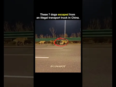 7 dogs went VIRAL after escaping illegal transport truck 🐶🐾 #shorts