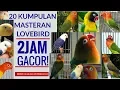2 JAM! 20 Macam Materan Lovebird Cocok Untuk Lomba