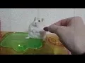 Hamster Has Vietnam Flashbacks