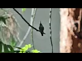 4K Hummingbird Compilation // Feat: Luhya by Parra For Cuva