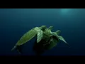 Tense footage shows mating female turtle almost drowning