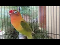Download Lagu Suara BURUNG lb memanggil musuh lalu ngekek fighter | pancingan lovebird mudah bunyi