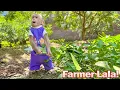 Download Lagu Lala helps Mom harvest vegetables to feed Mom cook!