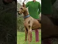 Download Lagu Was breed was Scooby Doo?