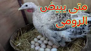 متى يبيض الرومى 