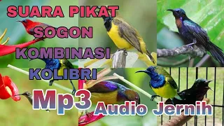 Download Suara Pikat Sogon Kombinasi Kolibri  sangat Ribut Anti zonk 100% Mikat ✅✅✅ MP3