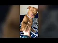 Download Lagu Cute Dog Doesn't Like the Middle Finger - Funny Dog Videos 🐾