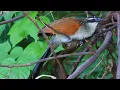 Download Lagu White-browed Coucal Bird Call 🌿 Nature Sounds for Sleep \u0026 Calm
