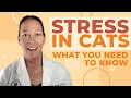 8 Signs Your Cat Might Be Stressed And How to Help