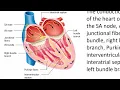 Chapter 11 The Cardiovascular System