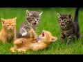 Download Lagu Adorable Kittens Frolicking on the Green Grass – Funny \u0026 Cute Cat Videos with Meows