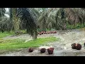 Download Lagu HUJAN MENGGUYUR KEBUN KELAPA SAWIT SI KALIMANTAN