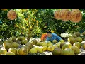 Lagu Grapefruit season - harvest 100 grapefruits to help sell.