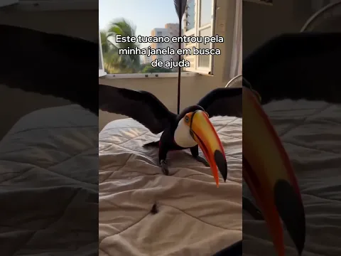 Este Tucano Entrou no Meu Quarto em Busca de Ajuda