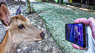 deer watches shikanoko nokonoko koshitantan