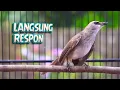 Download Lagu Pancingan Trucukan Ropel Panjang Garuda! Bikin Emosi Trucuk Lain Memuncak Auto Tarung