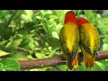 Lagu Lovebird Chirping Sounds - Euwing Green Opaline Duo