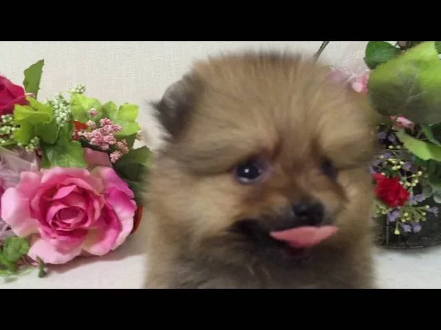 動画