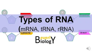 Download Types of RNA: (mRNA, tRNA, rRNA) MP3