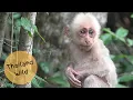 Download Lagu Baby Stump-tailed Macaques in Kaeng Krachan National Park, Thailand