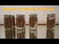 Pan Vs Natalensis Vs Cubensis Speeds
